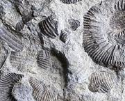 Dinosaur Fossil Dinosaur Fossil