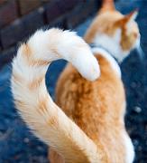 cat's tail