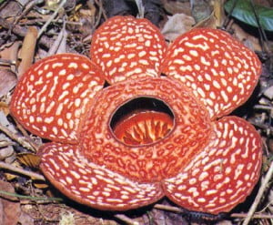 Rafflesia Flower