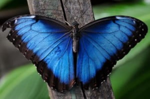 Blue Morpho Butterfly