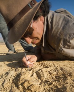 Paleontologist at work