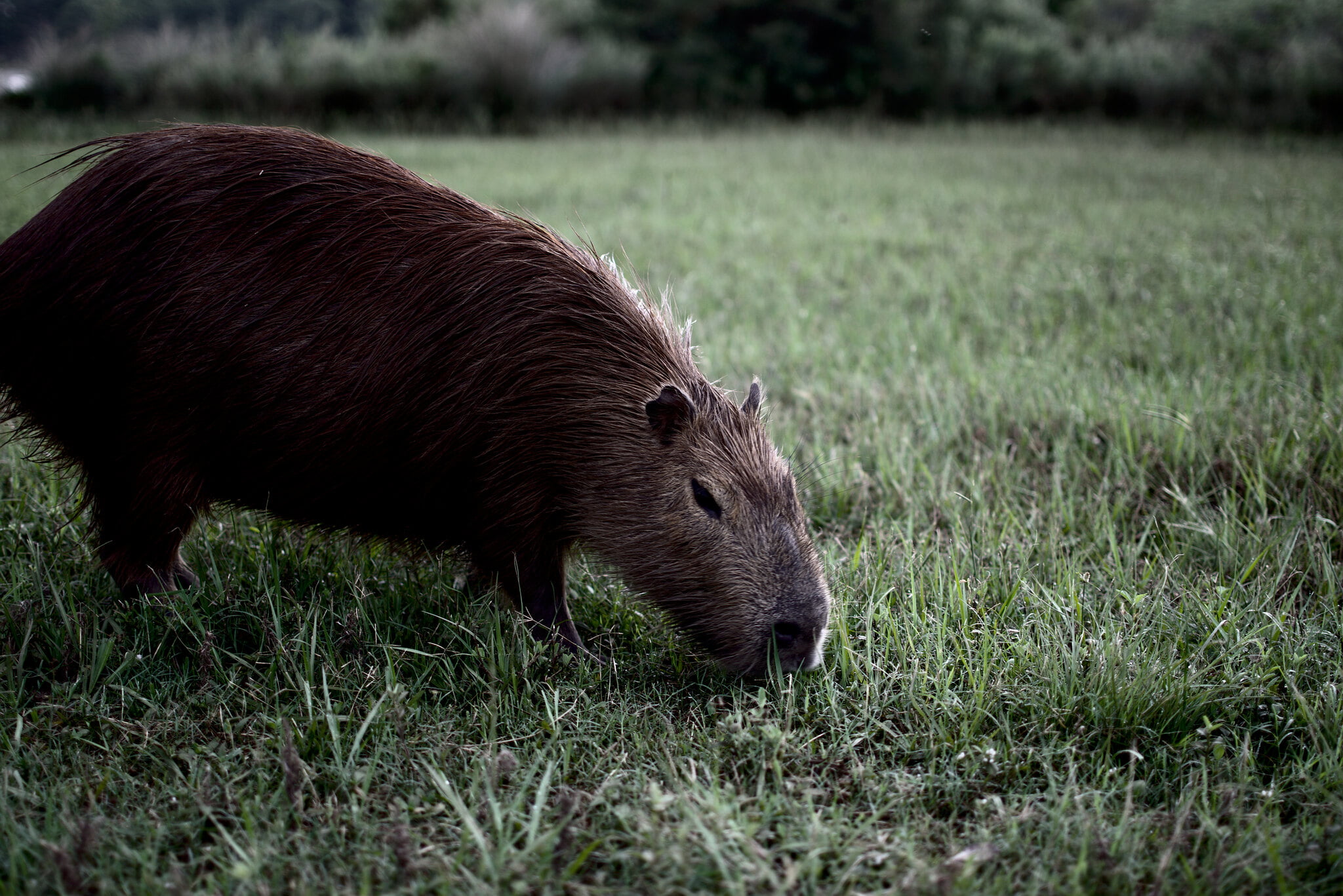 Capybara